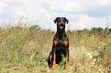 DOBERMANN 702